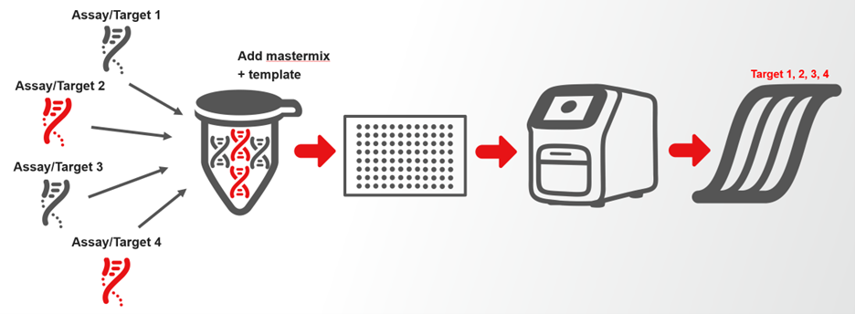 Diagram showing four qPCR targets combined into a single reaction with master mix and detected across multiple channels.
