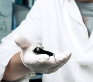 Scientist holding a mouse in gloved hand.