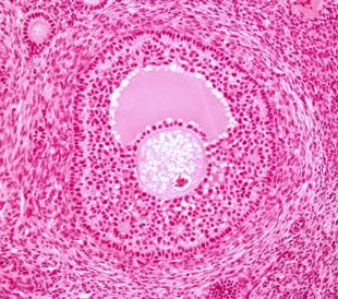 Ovarian follicle. Image: Jose Luis Calvo/Shutterstock.com