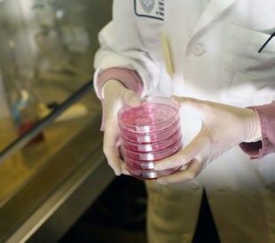Tissue sample. Image: emin kuliyev/Shutterstock.com