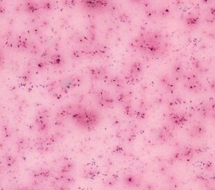 Spermatozoa. Image: AkeSak/Shutterstock.com