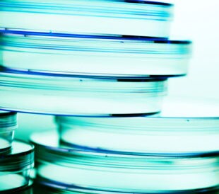 Stack of petri dishes. Image: isak55/Shutterstock.com