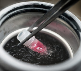 Test tube being cryopreserved. Image: Elena Pavlovich/Shutterstock.com