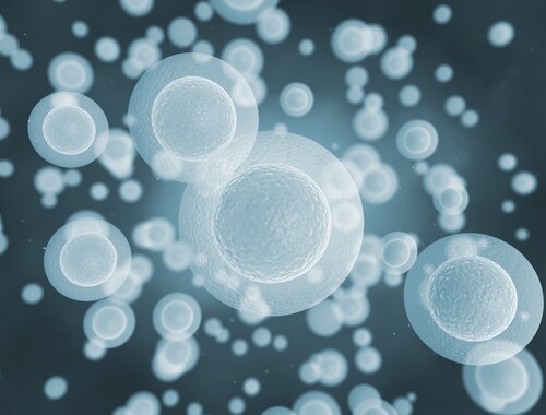 Cells under a microscope. Image: Jezper/Shutterstock.com