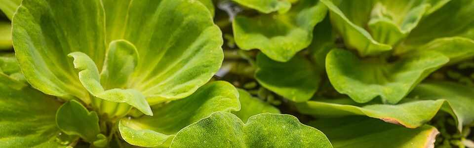 Duckweed