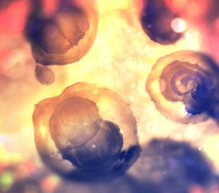 Two-cell embryo, mitosis under microscope. Image: Andrii Vodolazhskyi/Shutterstock.com.