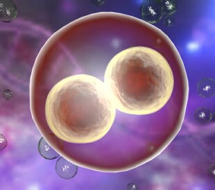 Human embryo on the stage of two cells on background with DNA. Image: Kateryna Kon/Shutterstock.com.