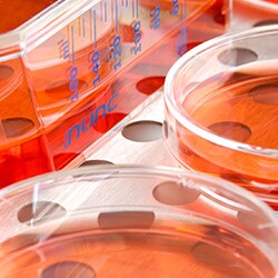 cultureware_collagen_coating_cell_sheet_cell_signaling_raman_spectroscopy_nunc_vitro_tissue_engineering