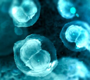 Two-cell embryo, mitosis under microscope