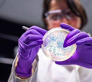 Scientist examining colonies on petri dish