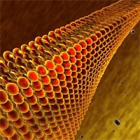lipids and fats under microscope