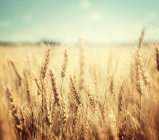 Golden wheat field with blue sky