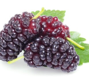 Antioxidants Polyphenolic Content of Mulberries