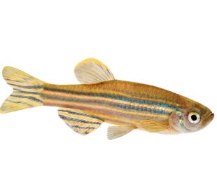 Zebrafish Zebra Barb Danio rerio freshwater aquarium fish isolated on white background