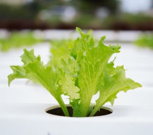Single lettuce plant grown using hydroponics