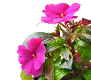 Impatiens balsamina flowering plant, isolated on a white background