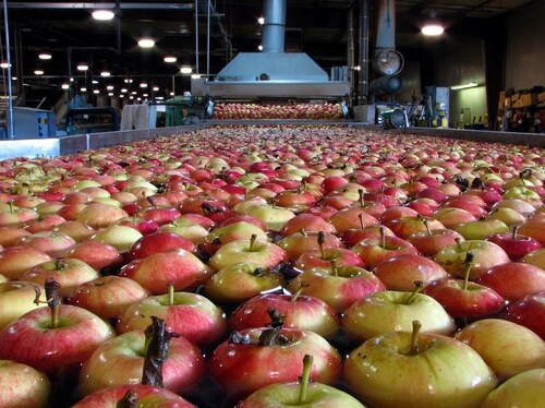 Apples in processing water