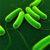3d rendered close up of coli bacteria