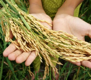 Hands holding wheat in a wheat field