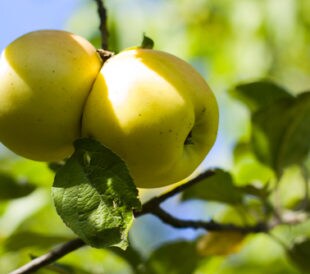 Food Safety A to Z - A is for apple