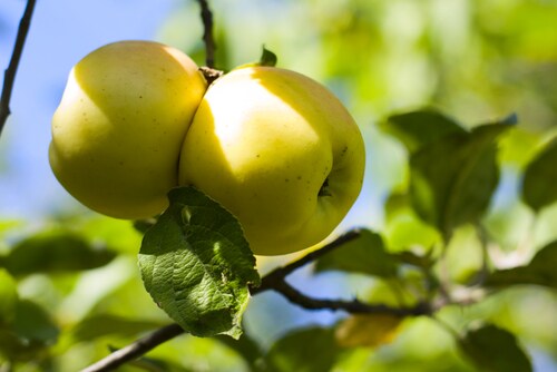 Food Safety A to Z - A is for apple