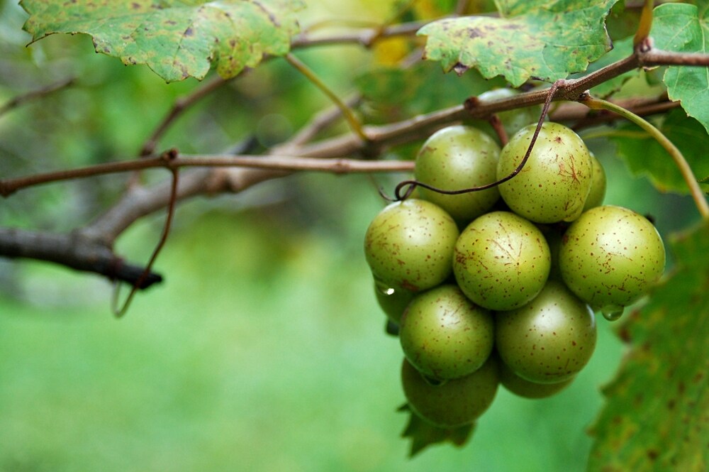 Green muscadine grapes on the vine