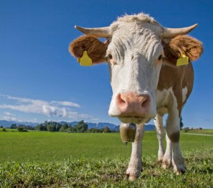 A cow stands in a green field against a blue sky, facing the camera.
