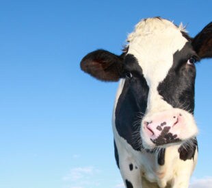 cow and dairy product inspection food safety