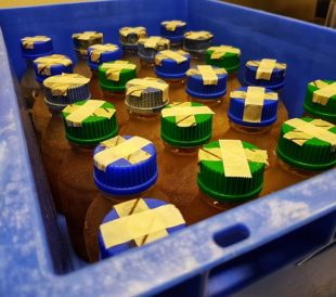 Media bottles ready for autoclaving