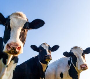 Can Food-Safety-Related Improvements Help Dairy Processors Reduce Recalls?