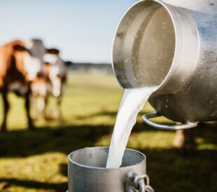 Close-up of raw milk being poured into container with dairy cows in background