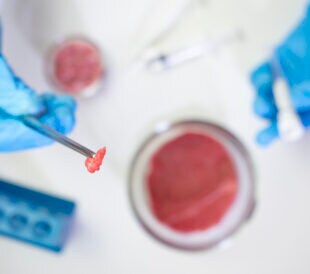 cultured meat, sample of synthetic meat held by forceps in laboratory for quality control