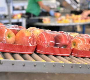 food factory: assembly line with apples and workers