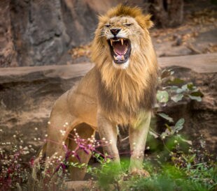 Drug Smuggling “In like a Lion”
