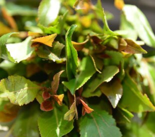 picture of khat plant leaves