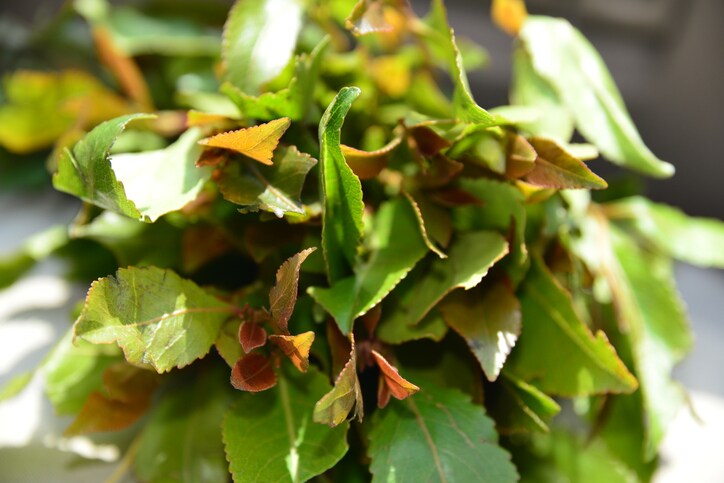 This Narcotic is Not the Cat’s Meow picture of khat plant leaves