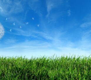 Flying Dandelion Seeds in the Wind