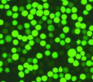 reporter-gene-assays-title