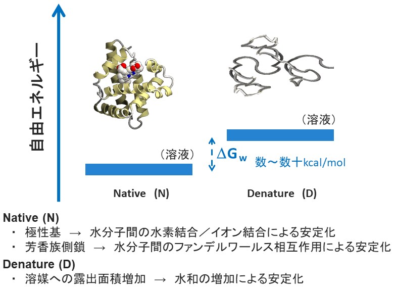 ネイティブ構造のタンパク質と変性タンパク質の違い