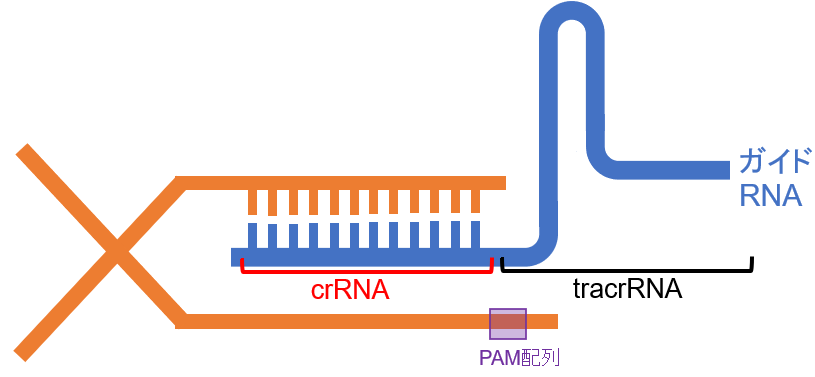 ガイドRNA模式図