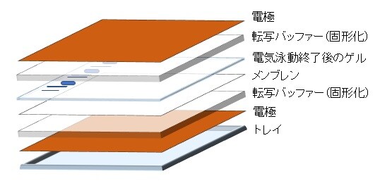 iBlot system