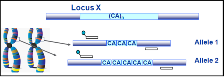 キャピラリー電気泳動