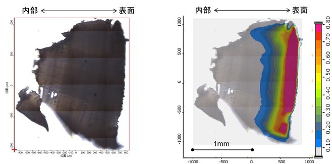 受話器断面切片の可視画像およびケミカルイメージと可視画像との重ねがき
