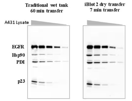 iBlot 2システムとウェット式転写装置の転写効率の違い