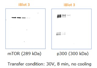 iBlot 3システムによる高分子タンパク質の転写結果
