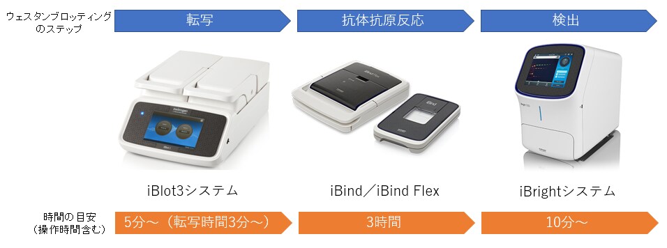 ウェスタンブロッティングの工程