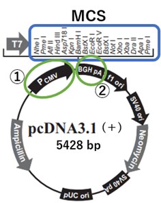 pcDNA3.1のベクターマップ：発現ベクターに必要な転写、翻訳関連エレメント