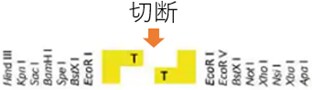 TAクローニングサイト　例