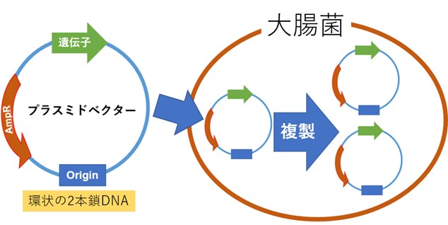 プラスミドベクター