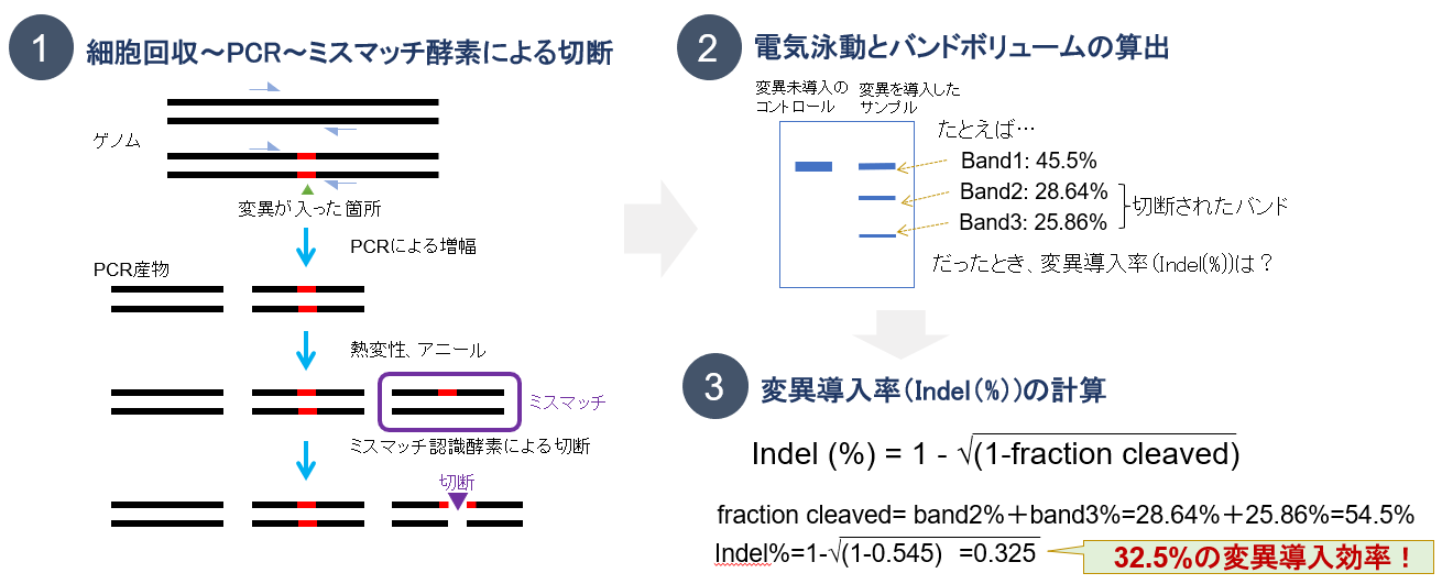 ミスマッチ特異的ヌクレアーゼ切断解析の原理と流れ